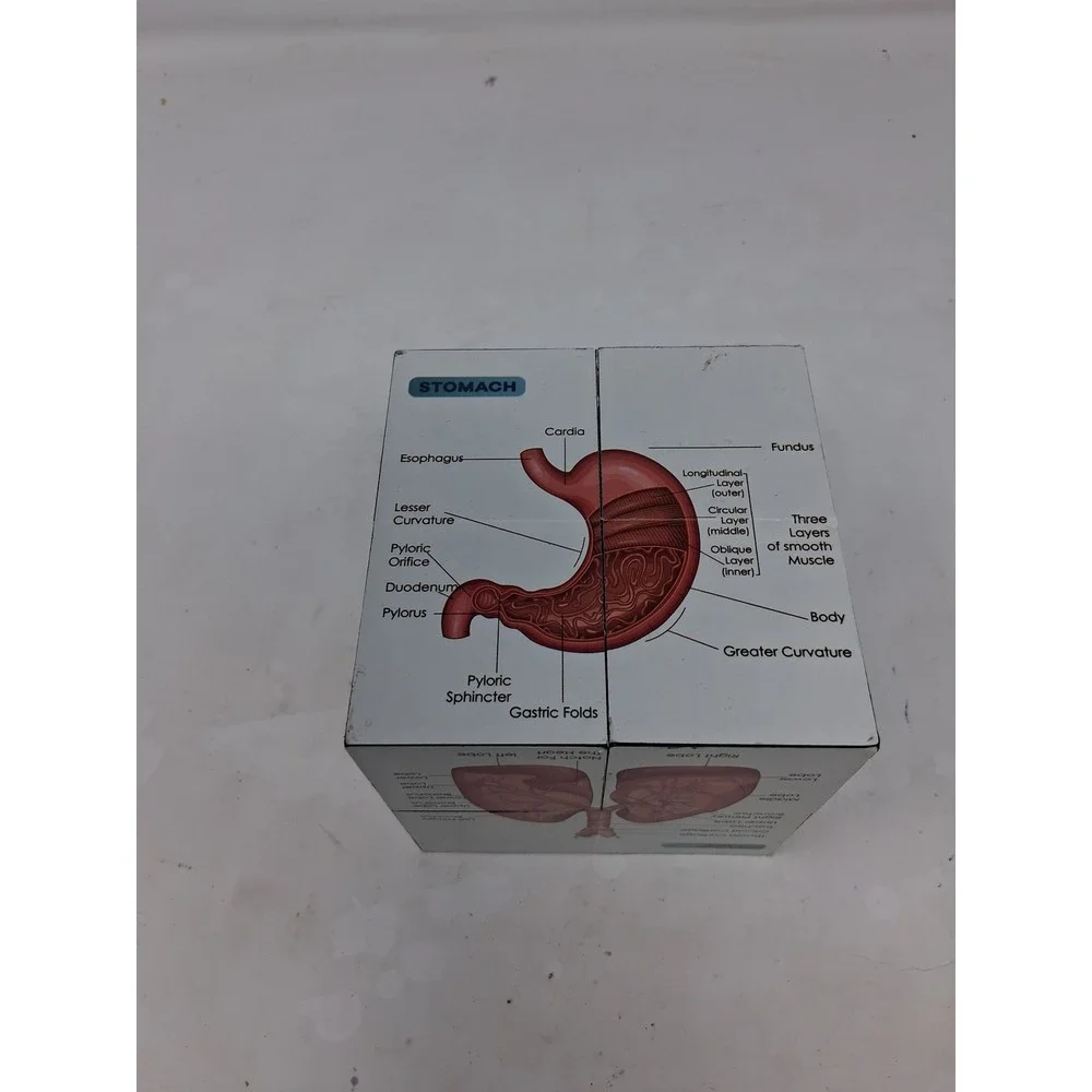 Human Anatomy Educational foldn Cube Medical Science Study Aid Reference Tool. Z